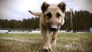 Собака мешает начать игру | Pretty dog interferes a football match Собака мешает начать игру | Pretty dog interferes a football match