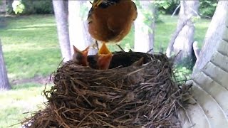 Streaming Live: Robin's Nest Cam