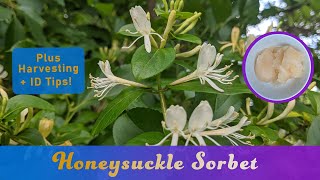 How to Make Honeysuckle Flower Sorbet + Foraging Identification Tips for Lonicera japonica