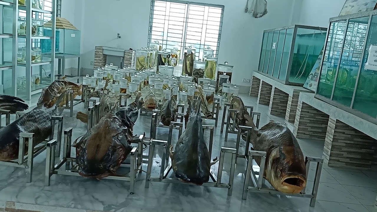 Bangladesh Agricultural University| BAU| Fish Museum - YouTube