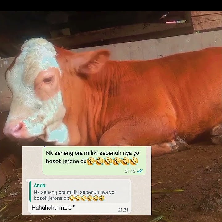 Story wa sapi//calonjumbo//cocokbuatstory30detik