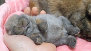 Sleeping figure that is too cute to be seen only in babyhood