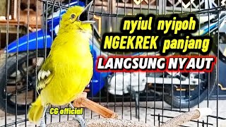 SIRTU GACOR MERANGSANG BUNYI EMOSI LAWAN, COCOK UNTUK PANCINGAN @cipowgacorofficial7418 