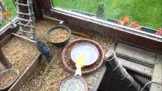 2013 06 11 Die SchlaWiener baden