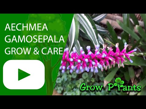 Aechmea gamosepala - grow & care (Blue rain plant)