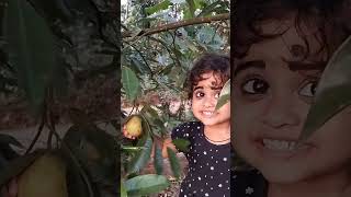 #shorts #nutmeg #nutmegplant #nutmegs #spice #spices #myristica