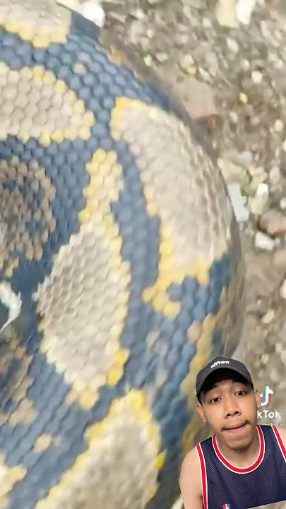 Download lagu THERE IS A VERY LONG SNAKE WHO'S AFRAID?😱#trendingshorts #trending #remix #fyp #shortsviral