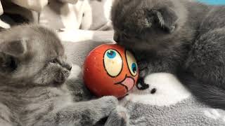 Cute Scottish Fold Kittens Playing Together (Funny Kitten Video) by Kitten Show 343 views 2 years ago 3 minutes, 48 seconds