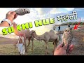 talab mesukh😱gai machliyaa𝙍𝙚𝙖𝙡𝙂𝙪𝙧𝙪09 #viralyoutubevideo#viralyoutubetrendingvideo #viralvolgs#indore