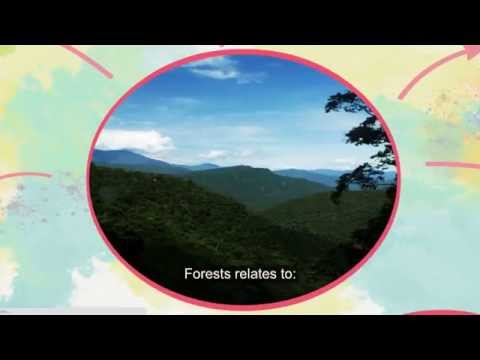 Pensemos en los bosques