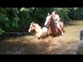 Купаемся на лошадях в реке, жеребенок первый раз плавает в воде
