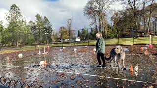 AKC Virtual Rally Excellent Video -Kirin the Irish Wolfhound by Gimme 5 Dog Training with Serendipity Sighthounds 19 views 1 year ago 3 minutes, 26 seconds