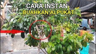 CARA MEMBUAHKAN ALPUKAT SECARA INSTAN