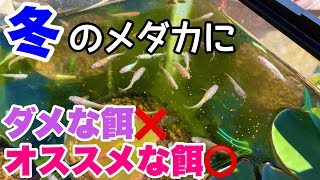 冬のメダカにオススメの餌は○○！ ダメな餌、オススメの餌を詳しく解説！ビオトープに最適な餌！メダカ睡蓮ビオトープ
