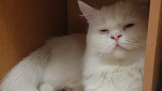Turkish Angora - Cute Cat Videos #pets by Tommy&Barbie Cat Channel 179 views 1 year ago 3 minutes, 5 seconds