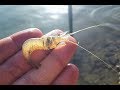 طريقة صيد الروبيان بالسم يستخدم طعم للأسماك