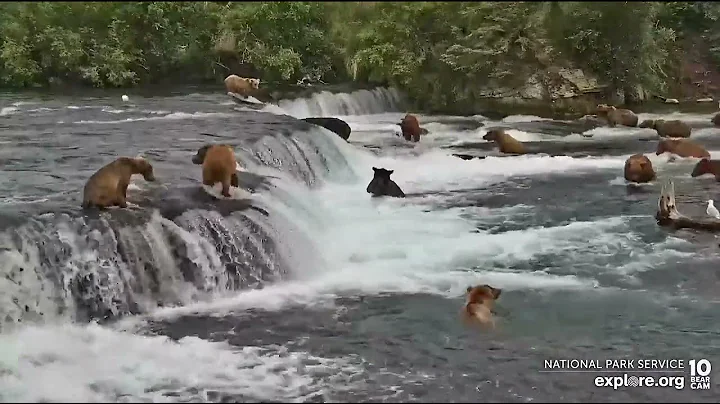 306 Gets a Fish - July 8, 2022 (explore.org)