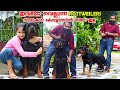 കേരളത്തിലെ ഒന്നാമന്മാരായ Rottweiler നായകളുമായി MD ROTTWEI KENNELS|Dog kennel  in kerala
