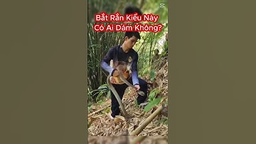 Đỉnh Cao Để Bắt Rắn Hổ Mang Chúa Là Vừa Phải Chơi Ngu Và Vừa Dũng Cảm #shorts  #randoc #snake