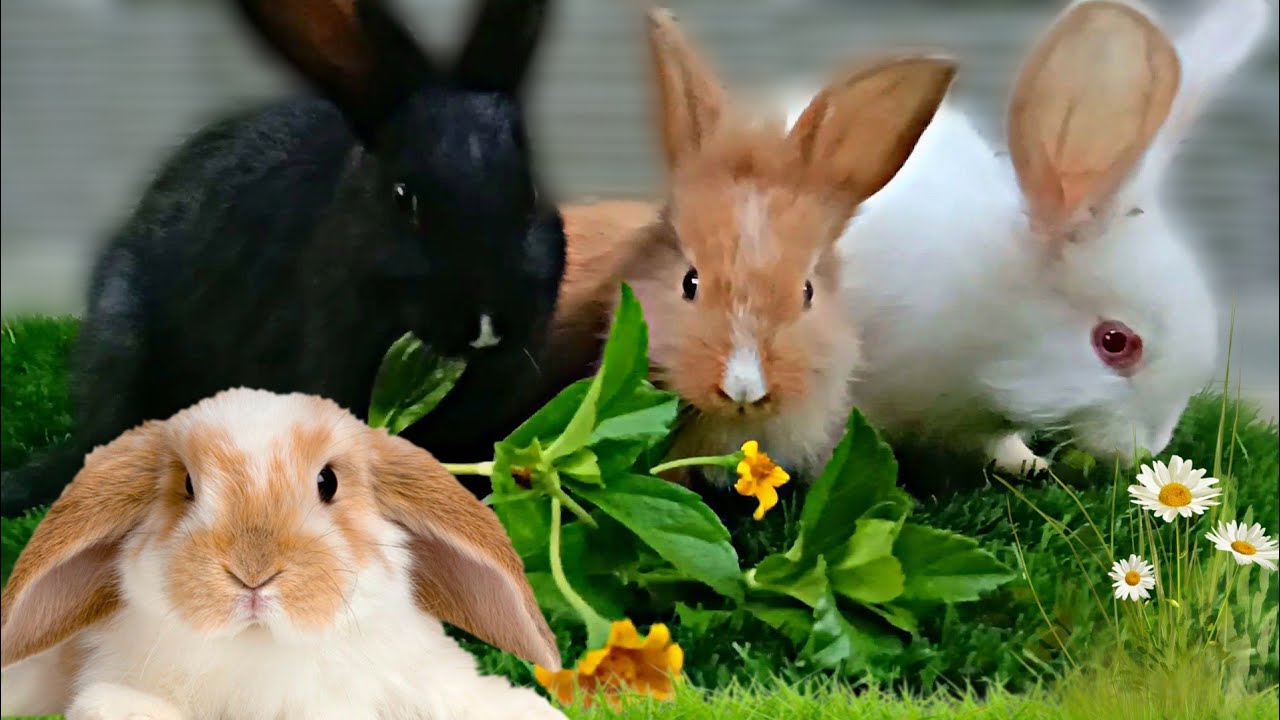 Включи видео кролики. Видео про кроликов. Кролик на роликах. Bunnies the Love Rabbit.