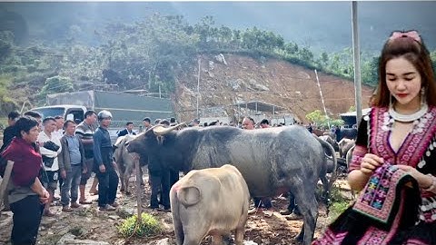 Cập Nhật phiên chợ trâu bò cốc ly ,bảo nhai ,Lào Cai mới nhất 