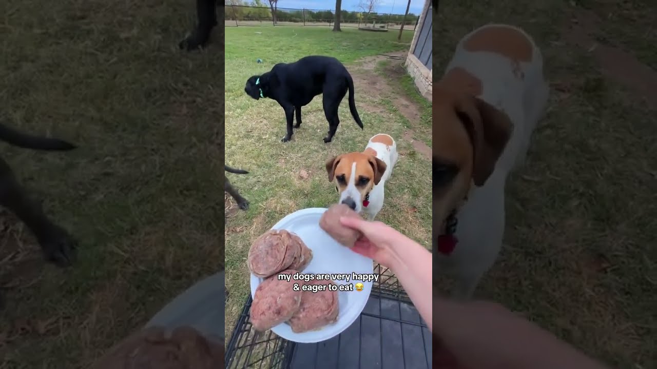 Healthy Pre Made Raw Food For Dogs Darwin S Pet How To Extend Your Dog Life 