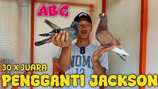 TES TERBANG‼️AKHIRNYA MERPATI PENGGANTI JACKSON 30 X JUARA SUDAH DI KANDANG