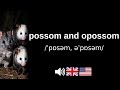 How to pronounce possom and opossom (CORRECTLY!)
