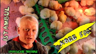 видео: Купил цыплят бройлеров Кобб 500 и вот что получилось картинка: Купил цыплят бройлеров Кобб 500 и вот что получилось