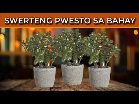 Video: Mga paraan ng pagpaparami ng dracaena sa bahay, larawan