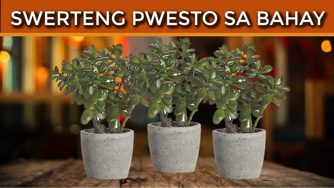 Jade Plant sa Bahay Saan Dapat Ilagay Para Maging Money Magnet