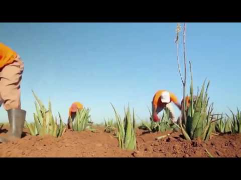Video Giới thiệu Tập đoàn FLP Forever Living Products - youtube