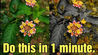 Flower photo editing and black and white background screenshot 4