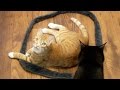 How to Trap a Cat - CAT CIRCLES!