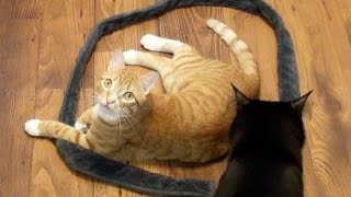 How to Trap a Cat  CAT CIRCLES!