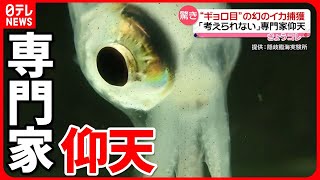 【幻のイカ】日本海で捕獲　専門家も驚き「考えられない」 島根