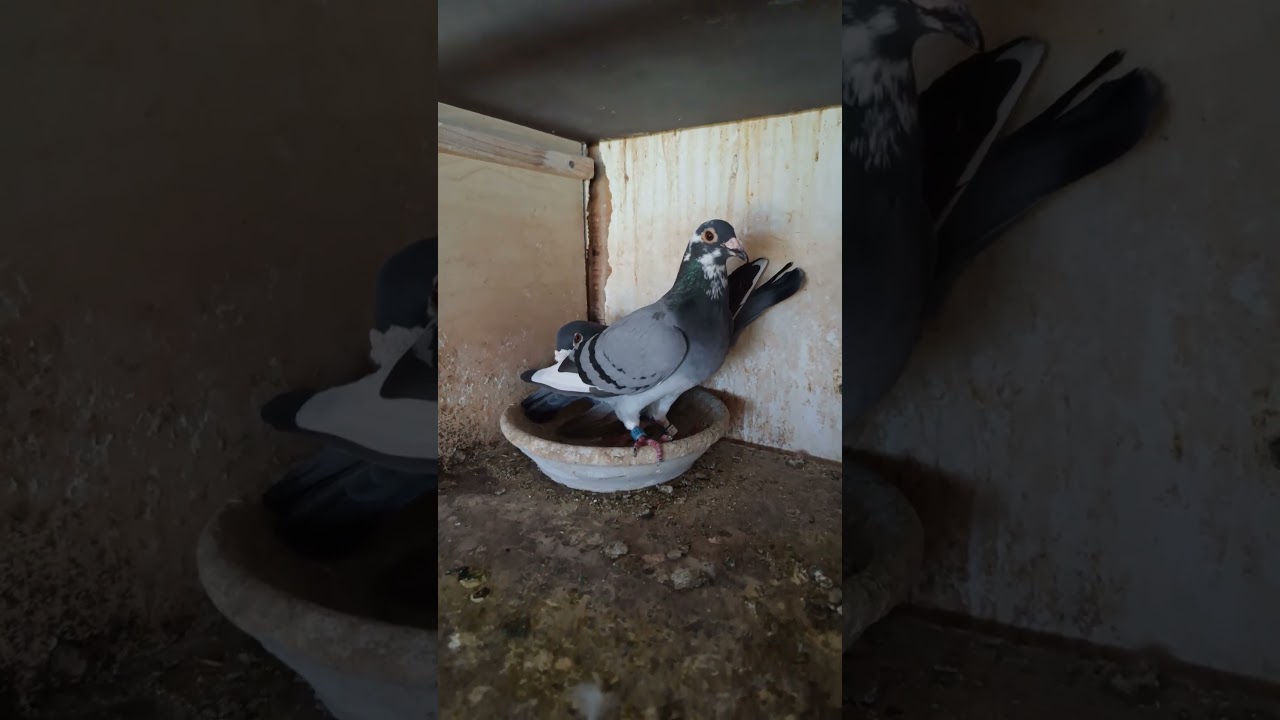 Lot Narodowy Bruksela 1050km. Jest 2gi 