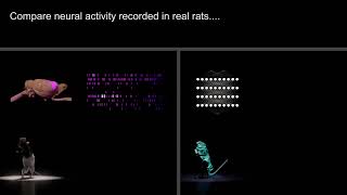 Simulating naturalistic rat behavior in-silico