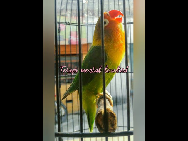 Terapi mental dan birahi lovebird class=