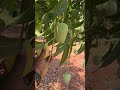 Mango 🥭