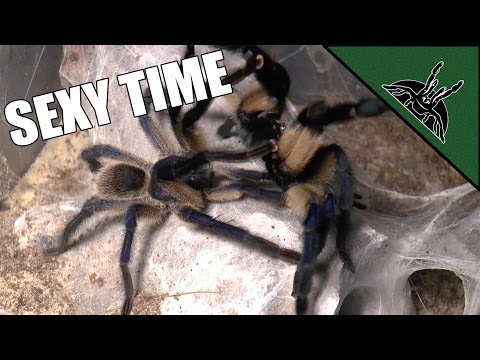 Video: Tarantula ämblikud On Valmis Saama Järgmiseks Trendikaks Lemmikloomaks