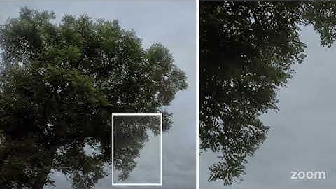 [PREVIEW] Video footage of real TREE CORNER 11 with ALPHA CHANNEL in full HD and 4K resolution