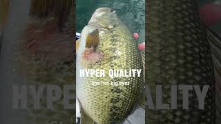 Lake Biwa is full of hyper quality bass