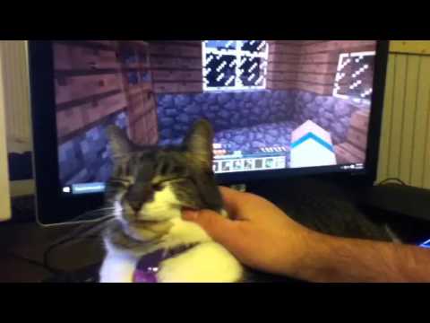 Minecraft Cat Song - YouTube