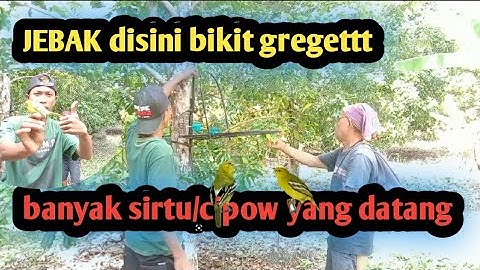 Gregetnya sampaii ketagihan , ,,, mikat sirtu menggunakan sangkar jebakan||G.A.I KICAU||