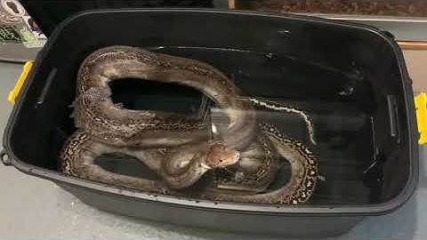 Reticulated Python has a soak, Children’s Python comes out to say hello. A Royal Python ovulated.