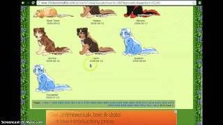 Chicken Smoothie- How To See The Pound Pet's Rarity