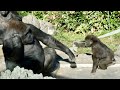 A female gorilla wants to take care of her sister, but her sister doesn't like it
