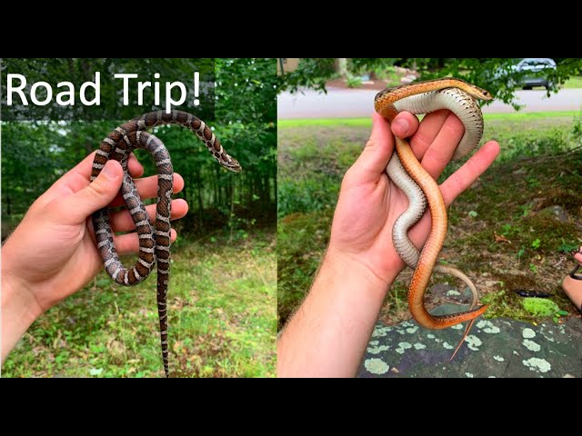 Finding Milk Snake Beautiful Garter Snake Copperhead And More Herping Pennsylvania And Maryland Youtube