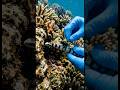🐍 Tiny Camera Mounted on Sea Snake — What It Found Inside the Ocean Burrow Will Shock You